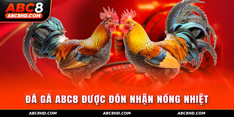 Chuyên mục đá gà ABC8 được đón nhận nồng nhiệt