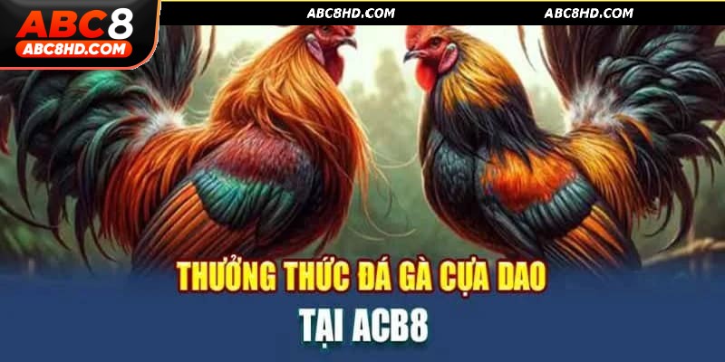 Đá gà cựa dao ABC8