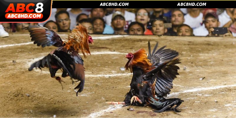 Đá gà cựa sắt ABC8 được đông dảo người chơi yêu thích