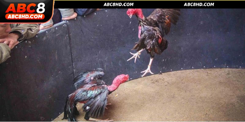Hướng dẫn phân tích tỷ lệ kèo chọi gà