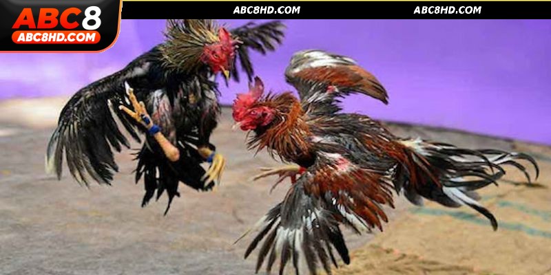 Cách chơi và cược tại sảnh đá gà cựa sắt ABC 8