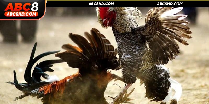 Những giống gà phù hợp dùng trong đấu cựa dao